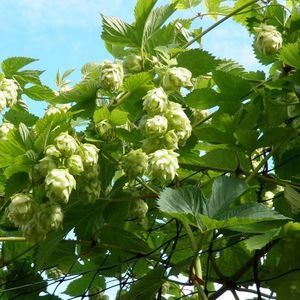 Meet your Posher, Cheri